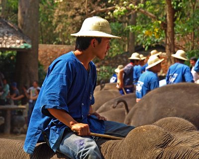 Eye candy: young mahout