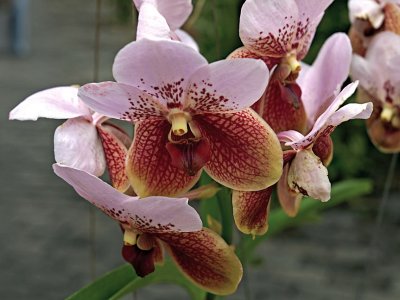 Orchids, mottled