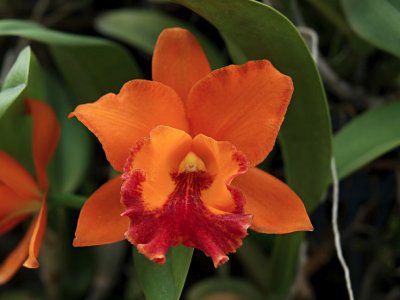 Single orchid