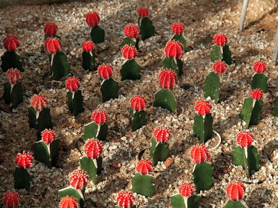 Tiny cactus, Cactus House