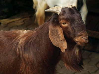 Goat with brown coat