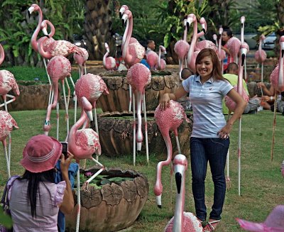 Photogenic flamingos