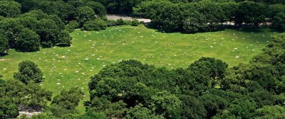 Sheep Meadow, aerial view