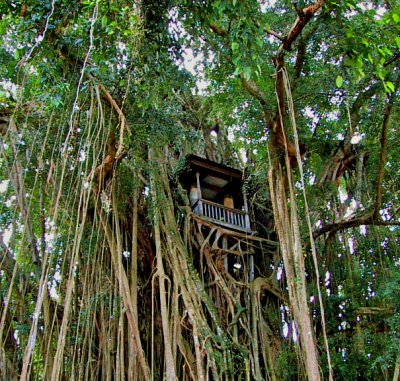 Old bell tower in a banyan tree, Pura Kehen Bangli