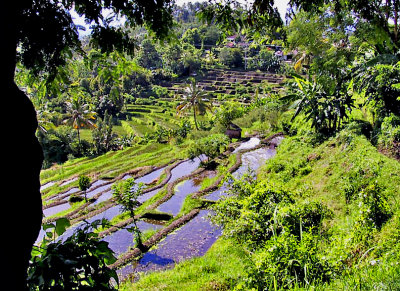 Flooded rice paddies