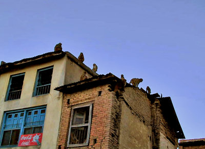 Monkeys on rooftops