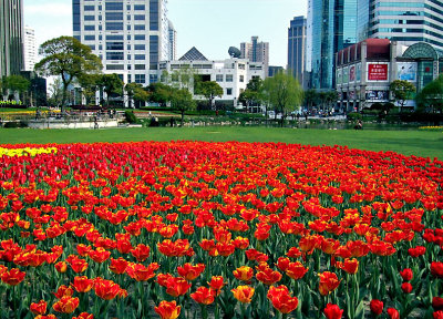 Tulips in Star Park