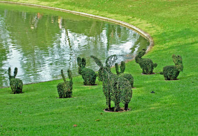 Topiary bunnies