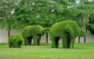 Topiary elephants