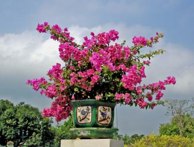 Potted bougainvillea