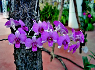 Orchid spray