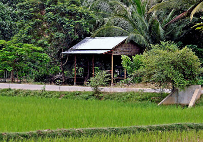 Shack in a rice paddy, close up