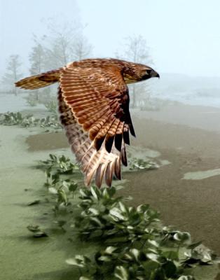 Red-Shouldered-Hawk