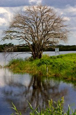 Everglades Tree