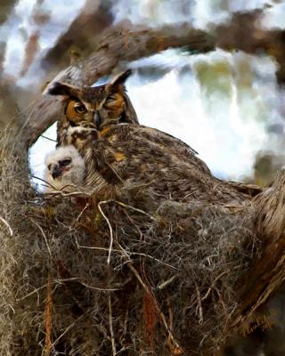 g3/09/300209/3/56480732.chickandowl.jpg