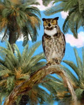 Great-Horned-Owl, Male
