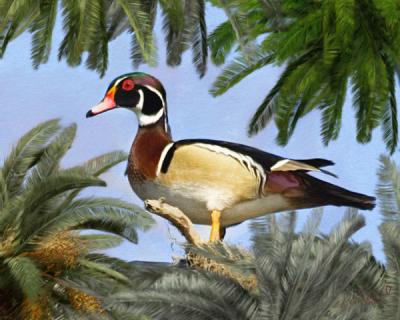 Male Wood Duck