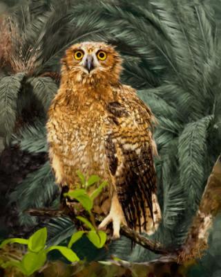 The Owls of Loxahatchee