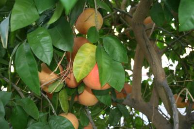 Fresh Grapefruit