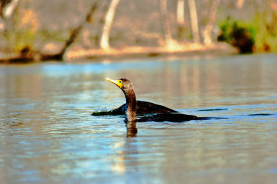 Sepulveda Wildlife Basin, San Fernando Valley