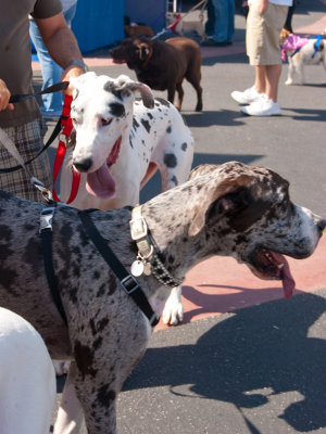 Rotary Club of Calabasas - Nuts for Mutts 5K Walk