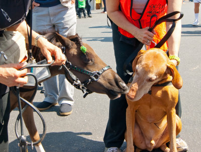 Rotary Club of Calabasas - Nuts for Mutts 5K Walk