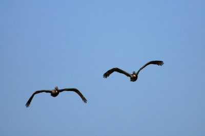 pelican002.jpg