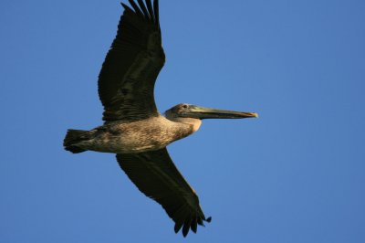 pelican008.jpg