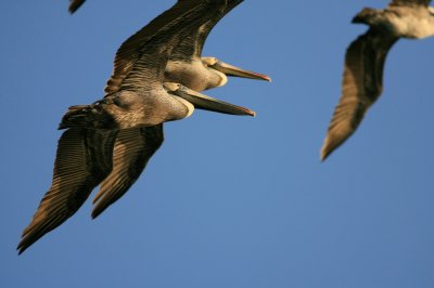 pelican009.jpg