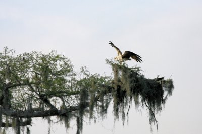 lettuce lake015.jpg