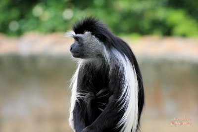 angolan colobus004.jpg