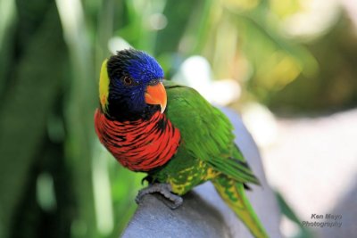 Lorikeet008.jpg