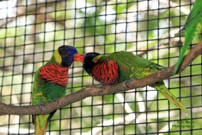 Lorikeet015.jpg