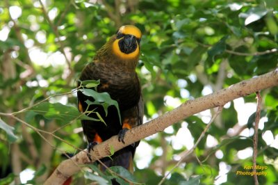 Lorikeet003.jpg