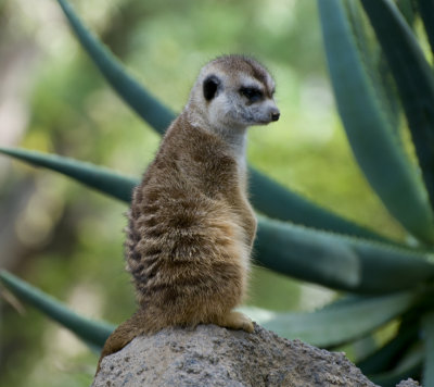 Wild Animal Park