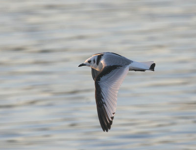 Mouette tridactyle, Black-legged Kittiwake, Les Escoumins