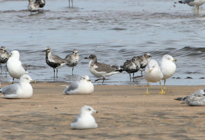 Mouette de Franklin, Franklin's Gull, Longue-Rive