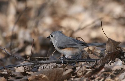 Mésange bicolore, île Goyer