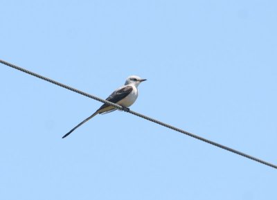 Tyran � longue queue (Scissor-tailed Flycatcher) Escuminac, 26 juin