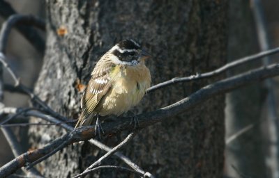 Cardinal à tête noire, Cap Tourmente