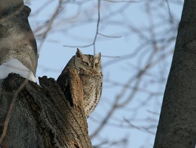 Petit-duc maculé, Repentigny