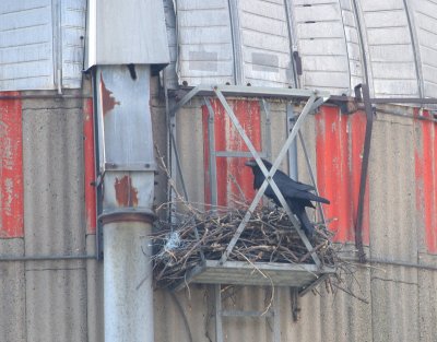 Nid de Grand Corbeau sur silo, St-Marc