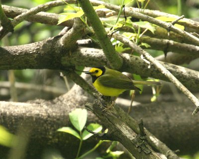 Paruline  capuchon, Parc Summit