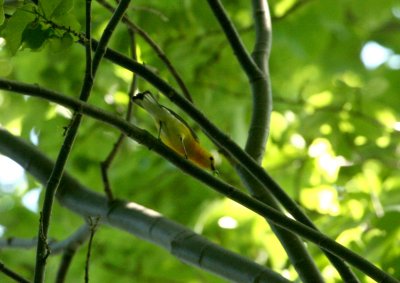 Paruline orange, Ile des Soeurs