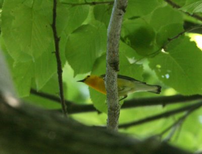 Paruline orangée, Ile des Soeurs