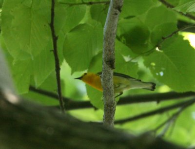 Paruline orange, Ile des Soeurs