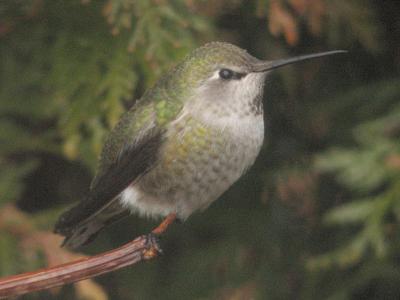 Colibri d'Anna (Montmagny, 22/11/05)
