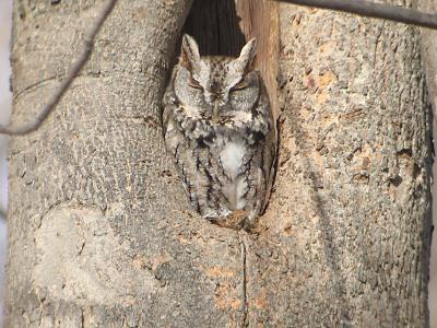 Petit-duc maculé (île Goyer, 25/03/06)