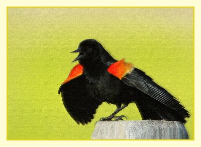 Redwing Blackbirds