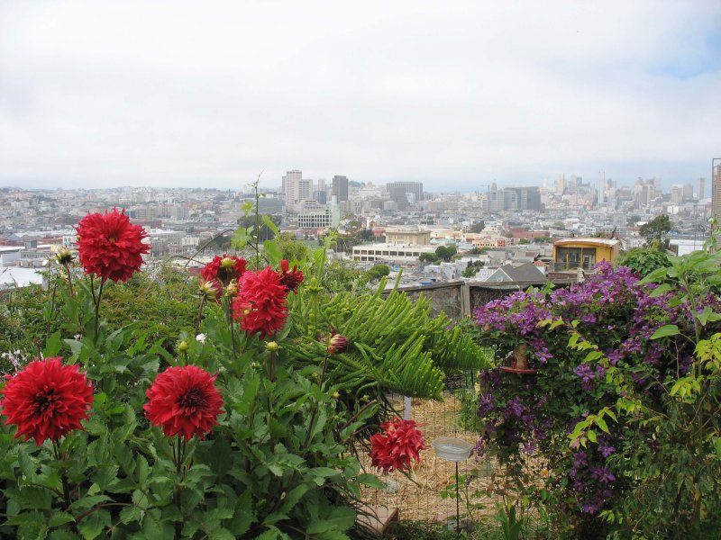 Red dahlias - Potrero Hill Community Garden